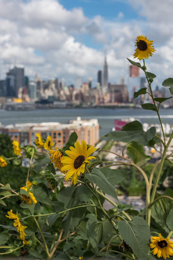 Sunflower City View Nyc Photograph