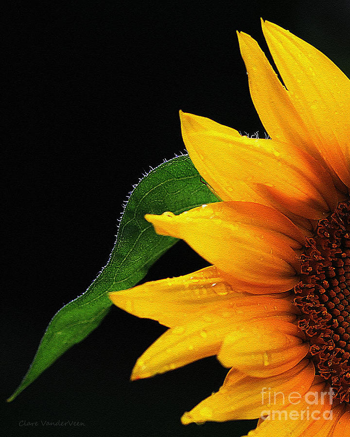 Sunflower Photograph by Clare VanderVeen