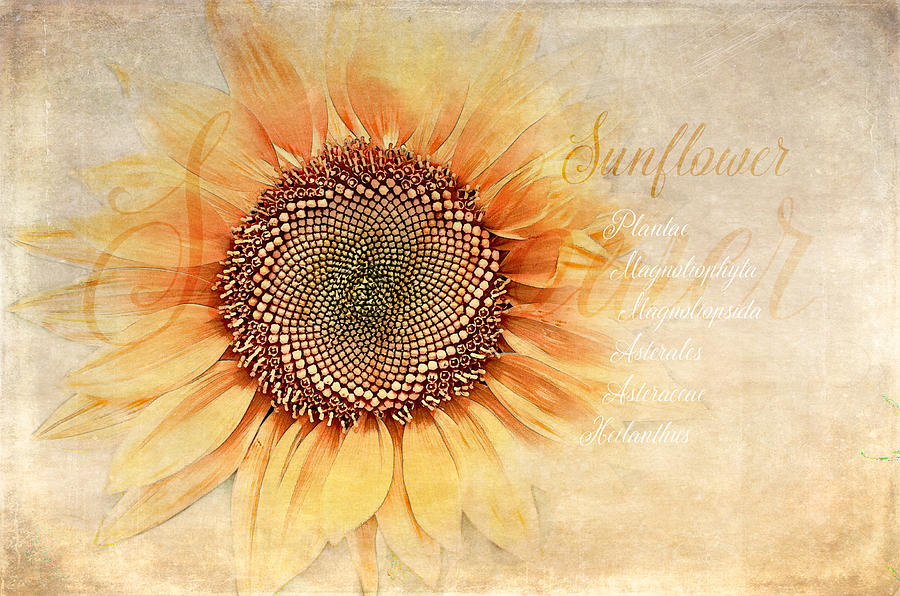 Sunflower Digital Art - Sunflower Classification by Terry Davis