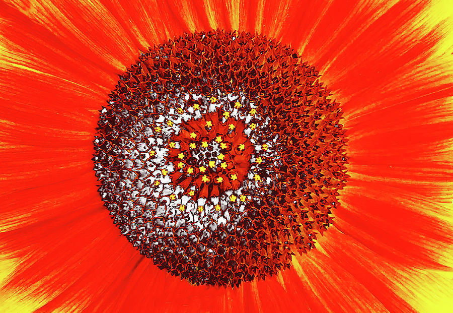 Abstract Photograph - Sunflower Close by Roger Bester