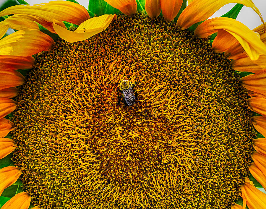 Sunflower Close Up 3 Photograph by Leah Palmer
