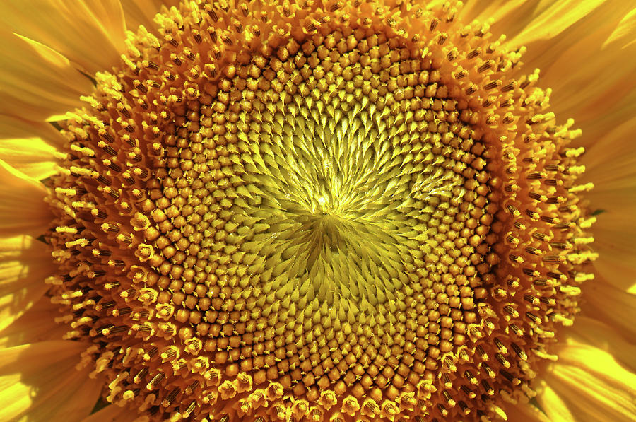 Sunflower Close Up Photograph by Brandon Bourdages