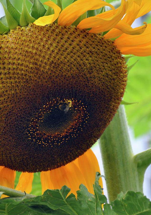 Sunflower Photograph - Sunflower close up by Caroline Reyes-Loughrey Sunflower Photograph - Sunflower close up by Caroline Reyes-Loughrey