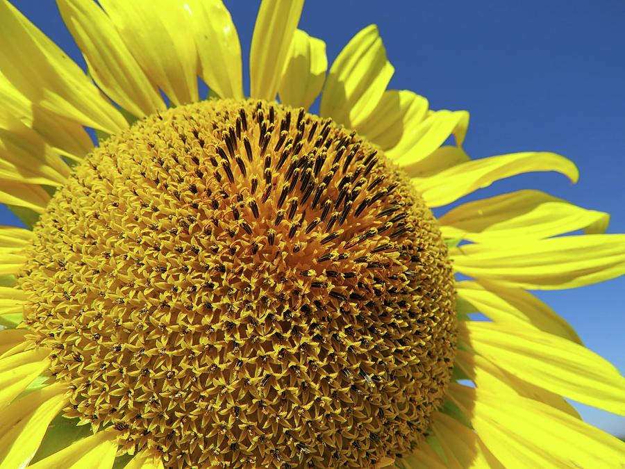 Sunflower Close-up Photograph by Connor Beekman