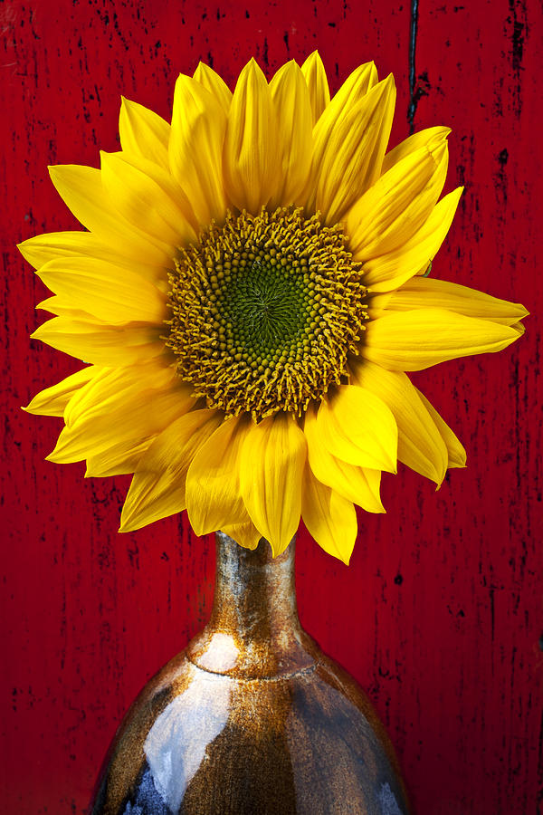 Vase Photograph - Sunflower Close Up by Garry Gay