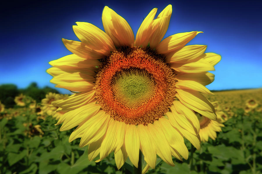  Sunflower Close Up - Pope Farm Conservancy Photograph by Jennifer Rondinelli Reilly - Fine Art Photography