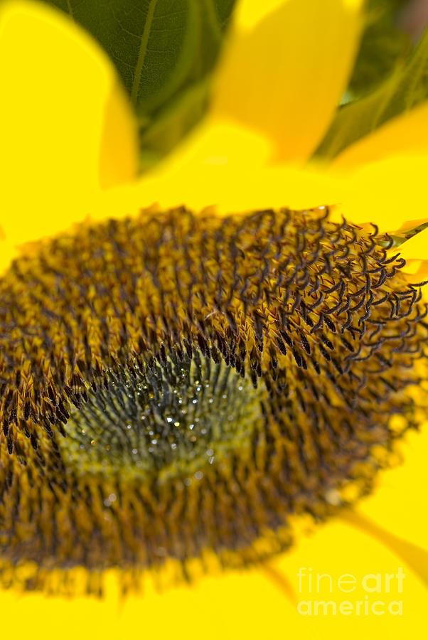 Abstract Photograph - Sunflower Close-up by Ray Laskowitz - Printscapes