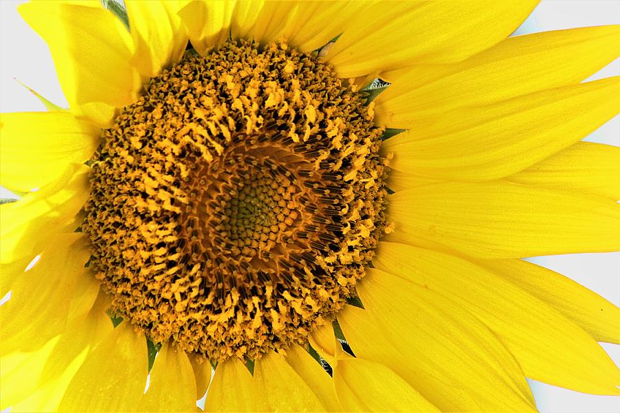 Sunflower Close-Up Photograph by Sheila Brown