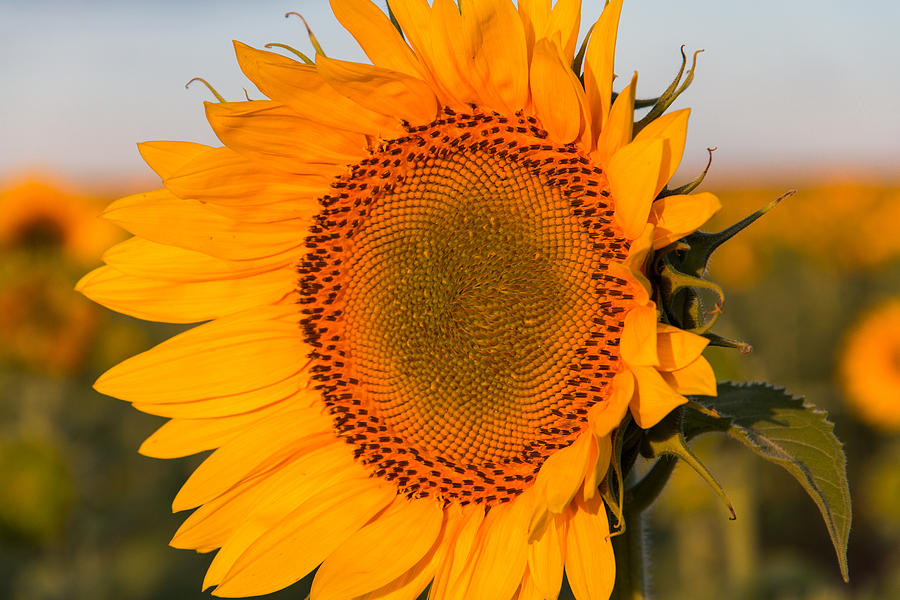 Sunflower Close Up Photograph by Tony Hake