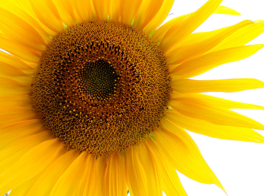 Easter Photograph - Sunflower Close-up by Tony Ramos