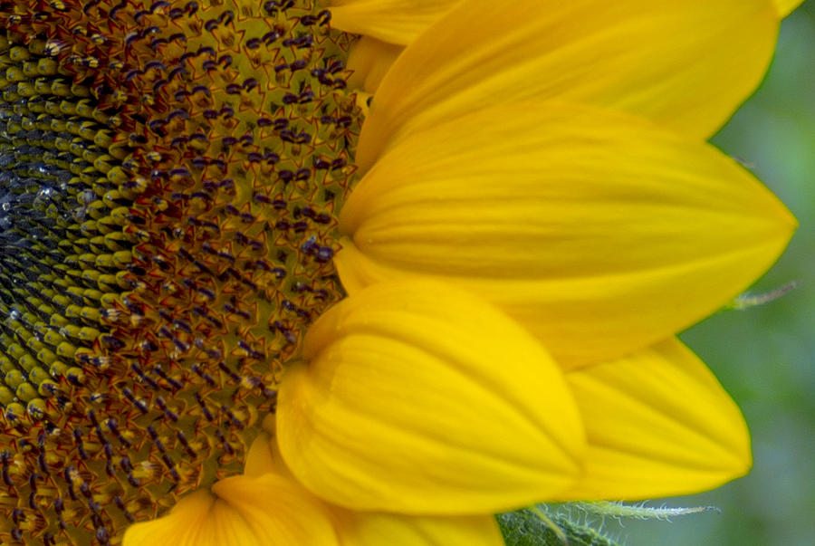 Sunflower Closeup Photograph by Allen Nice-Webb