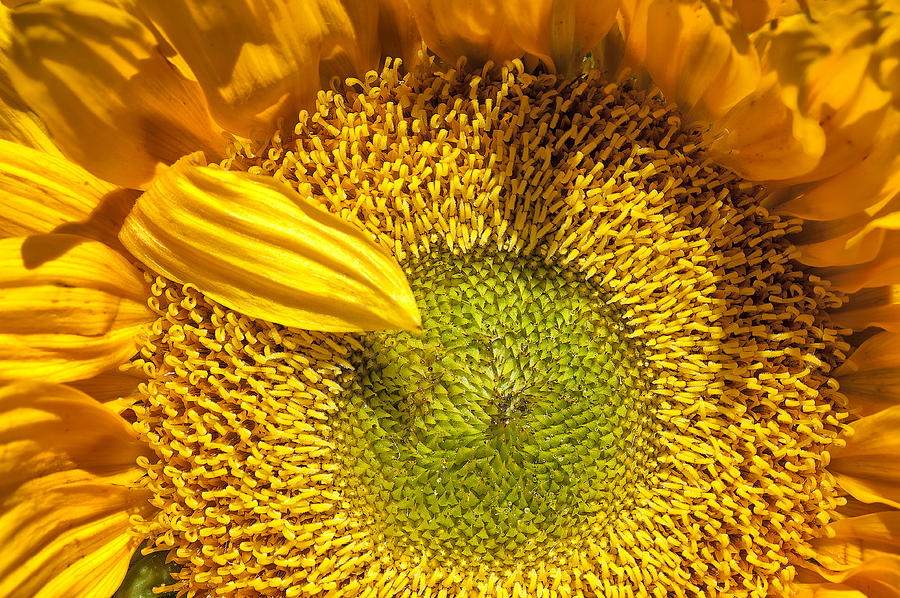 Sunflower Closeup Digital Art by Dick Pratt