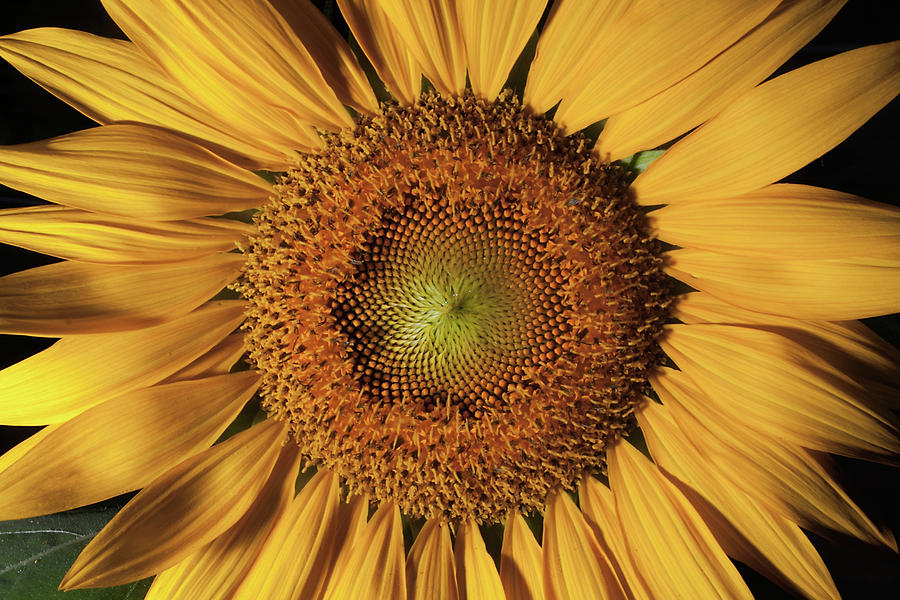 Sunflower Closeup Photograph by Eugene Campbell