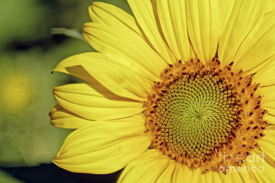 Sunflower Closeup Photograph by Natural Focal Point Photography