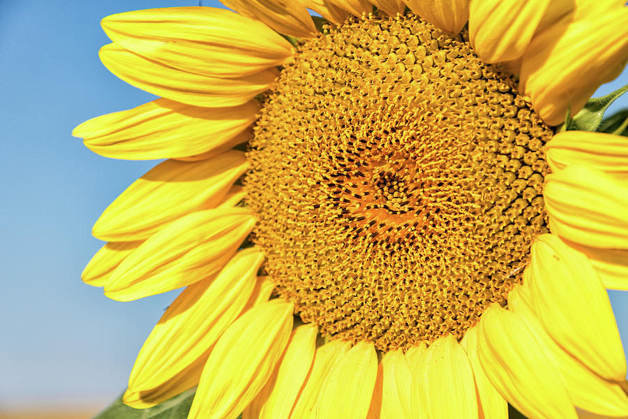 Sunflower Closeup Photograph by Tony Hake