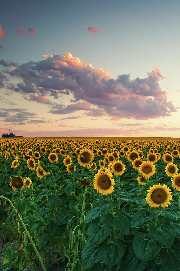 Sunflower Clouds Photograph by John De Bord