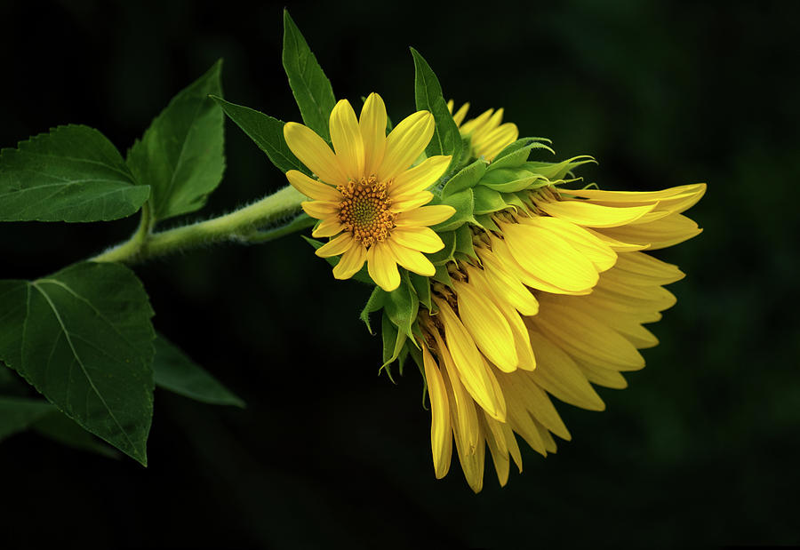 Sunflower Cluster Photograph by Carolyn Derstine