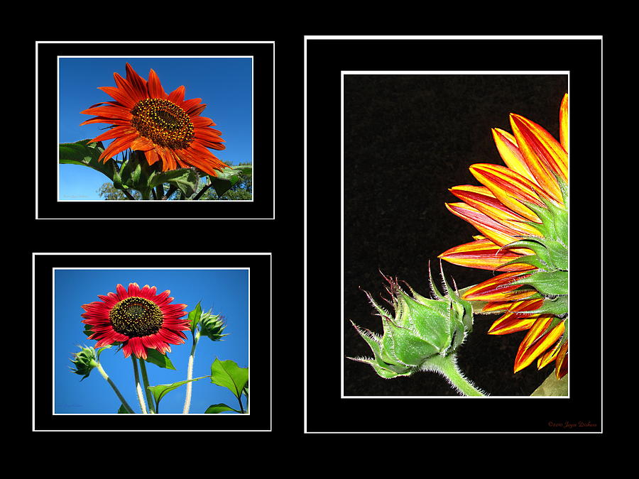 Sunflower collage Photograph by Joyce Dickens