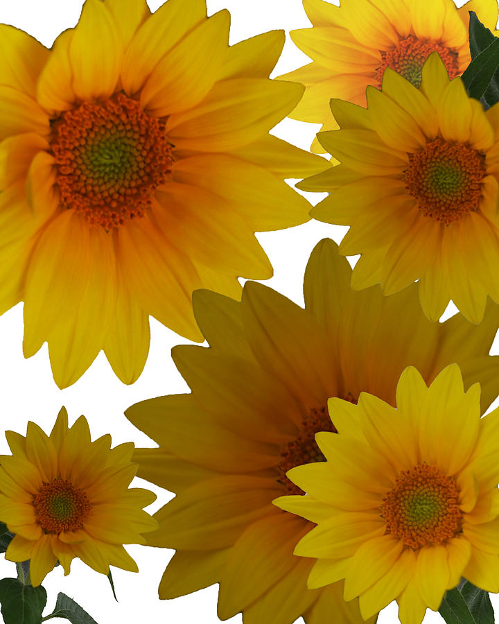 Sunflower Collage Photograph by Margit Gentile