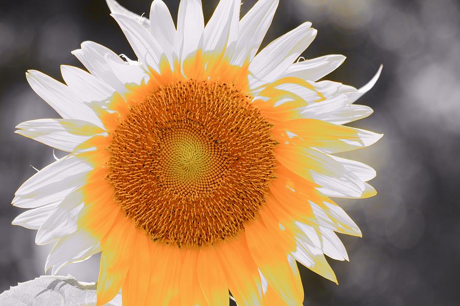 Sunflower Color 2 Photograph by Warren Thompson