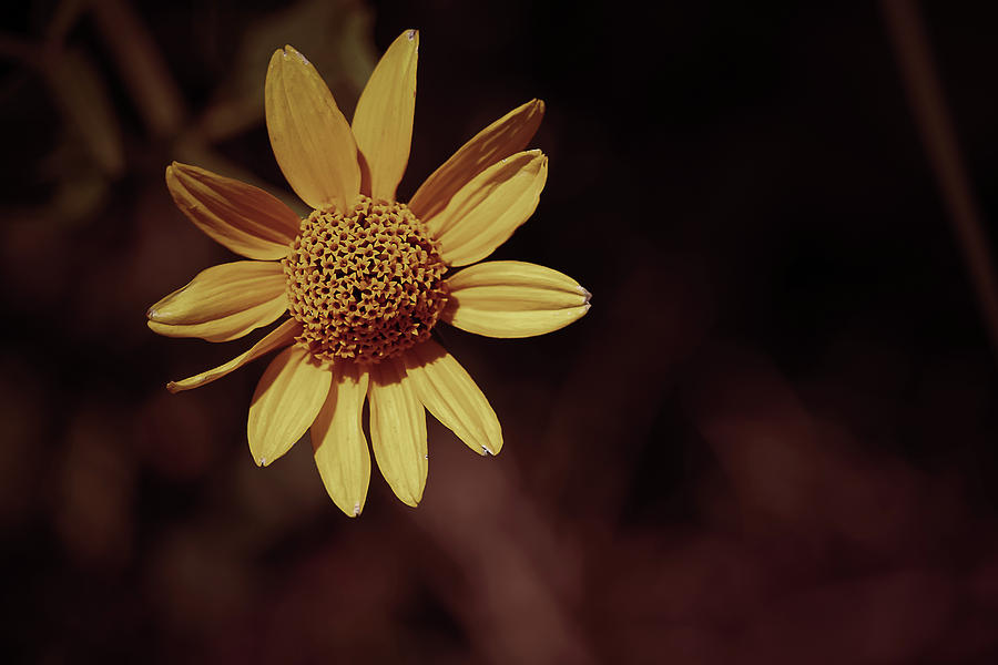 Sunflower Photograph - Sunflower/Coneflower by Maxwell Dziku Sunflower Photograph - Sunflower/Coneflower by Maxwell Dziku