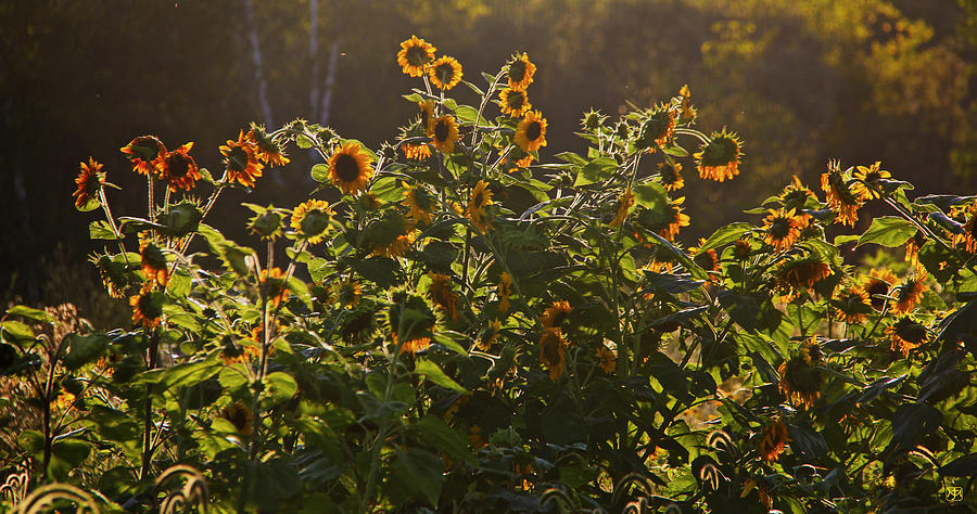Sunflower Conversation Photograph by John Meader