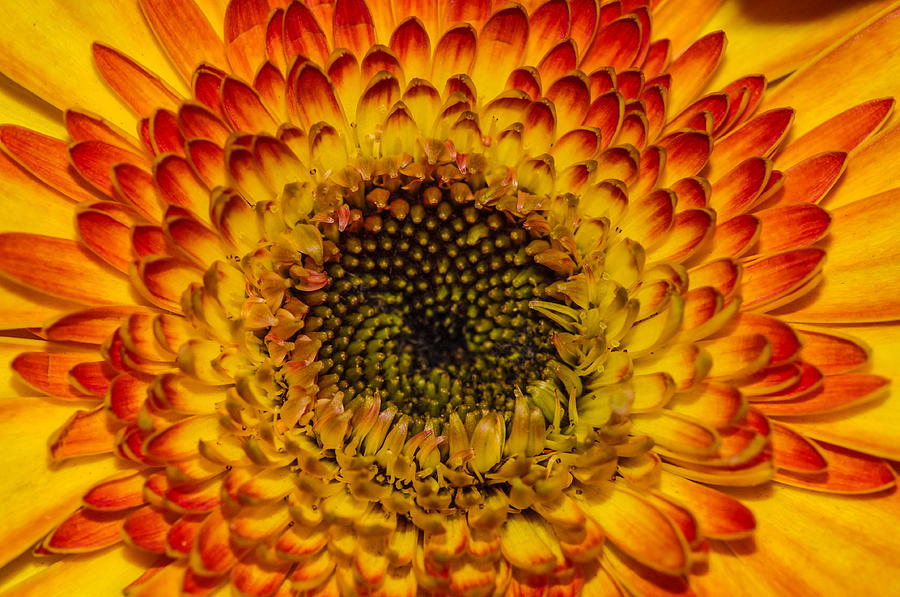 Sunflower core  Photograph by Gerald Kloss