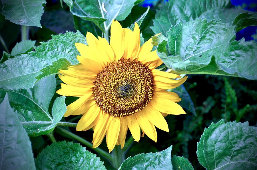 Sunflower Photograph by Cornelia DeDona