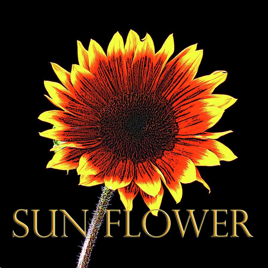 Sunflower Photograph by Craig Perry-Ollila