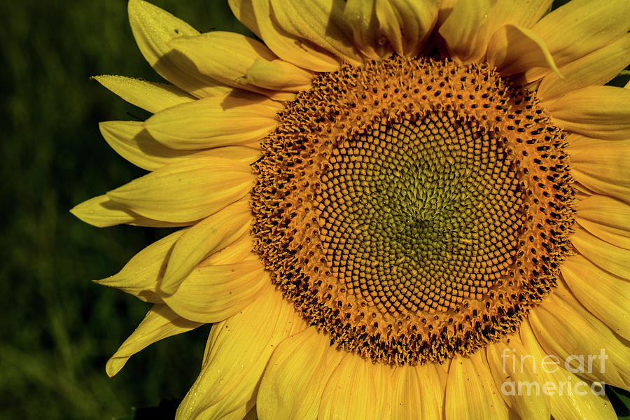 Sunflower Photograph by Craig Shaknis