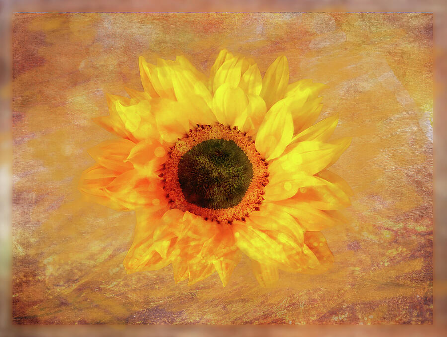 Sunflower Creation 1 Mixed Media by Johanna Hurmerinta