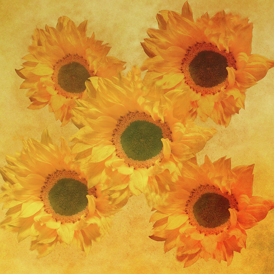 Sunflower Creation 2 Mixed Media by Johanna Hurmerinta