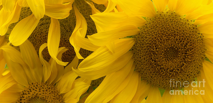 Sunflower Crowd Photograph by Ann Horn