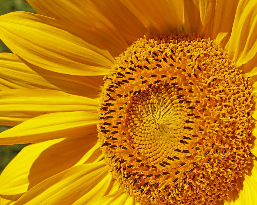 Sunflower Photograph by Crystal Lindstrom - Fine Art America