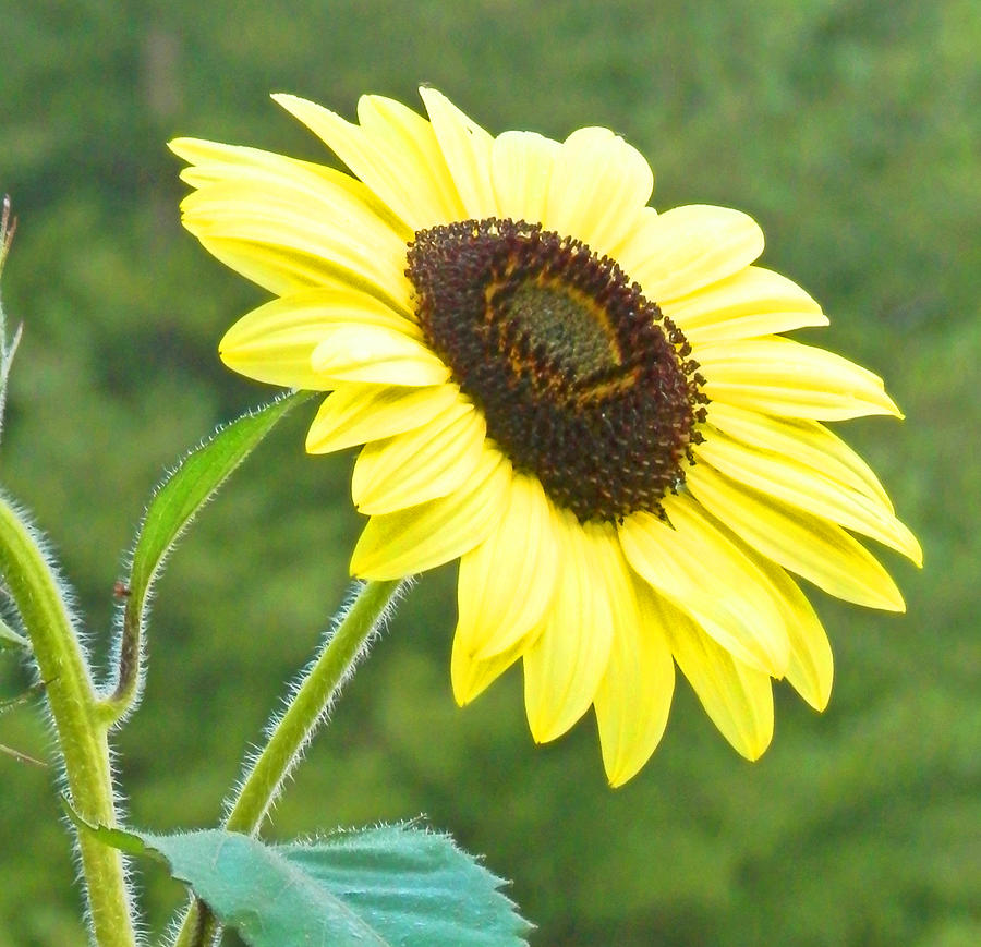 Sunflower Photograph - Sunflower by Cynthia McCullough