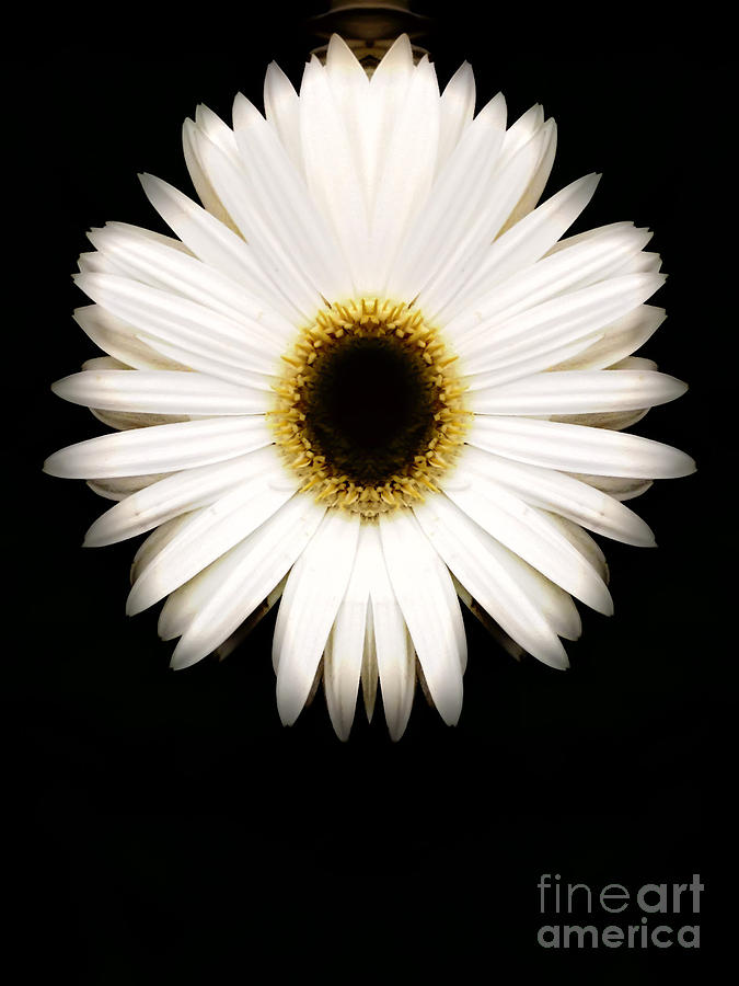 Sunflower Daisy Maybe Photograph by Heather Joyce Morrill