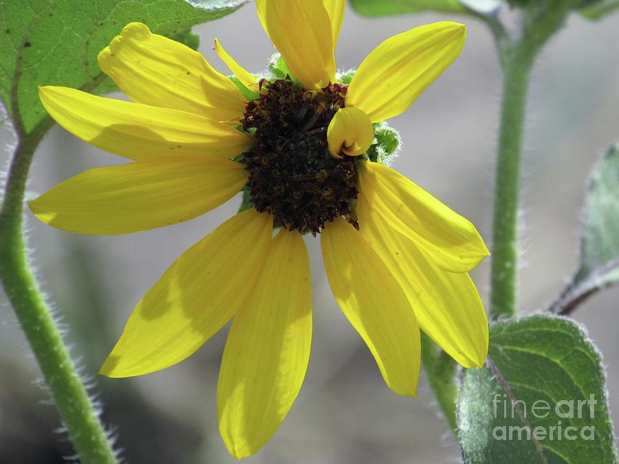 Sunflower Daisy Photograph By Tammie Sisneros Fine Art America