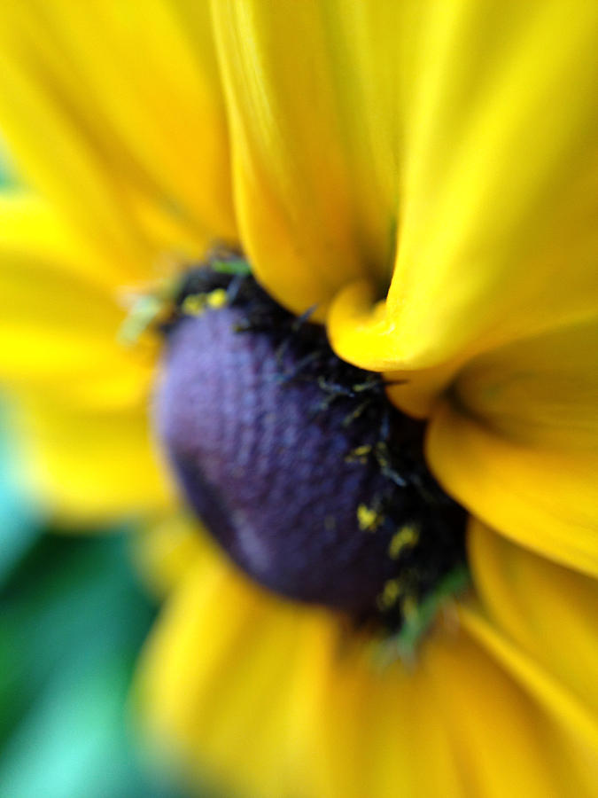 Sunflower Photograph - Sunflower by Damijana Cermelj