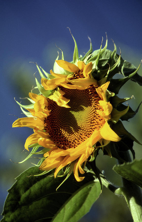 Sunflower Photograph by Dan McCool