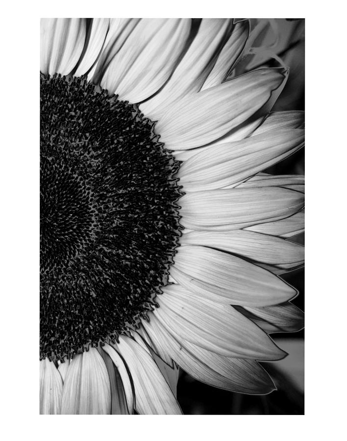 Sunflower Photograph - Sunflower by Dana Flaherty