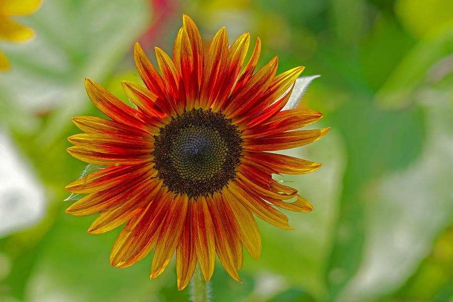 Sunflower Photograph by David Freuthal