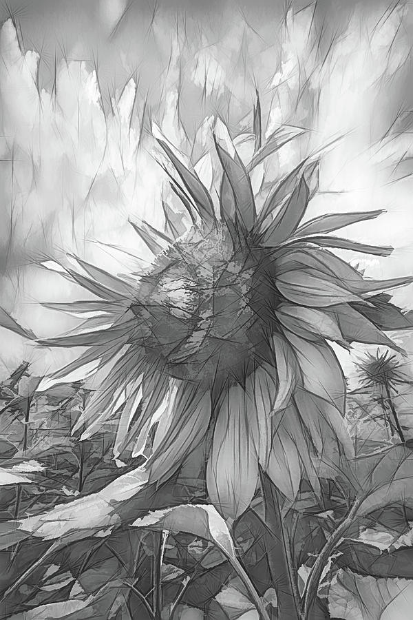 Sunflower Dawn Black and White Drawing Photograph by Debra and Dave Vanderlaan