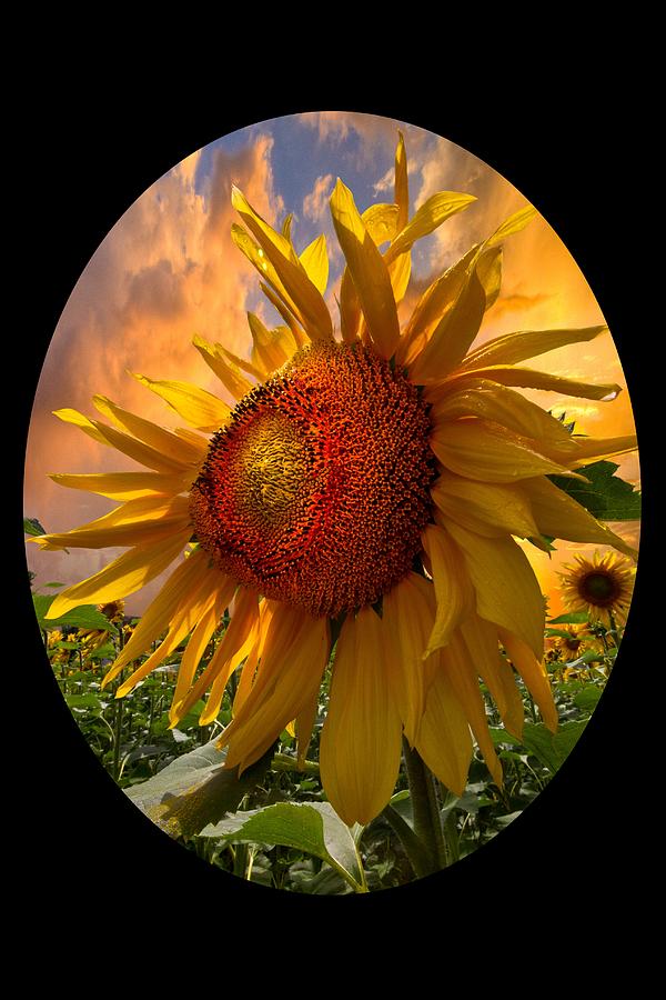 Sunflower Dawn in Oval Photograph by Debra and Dave Vanderlaan