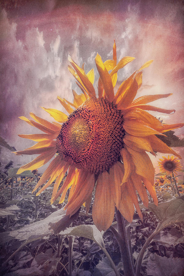 Sunflower Dawn in Soft Colors Photograph by Debra and Dave Vanderlaan