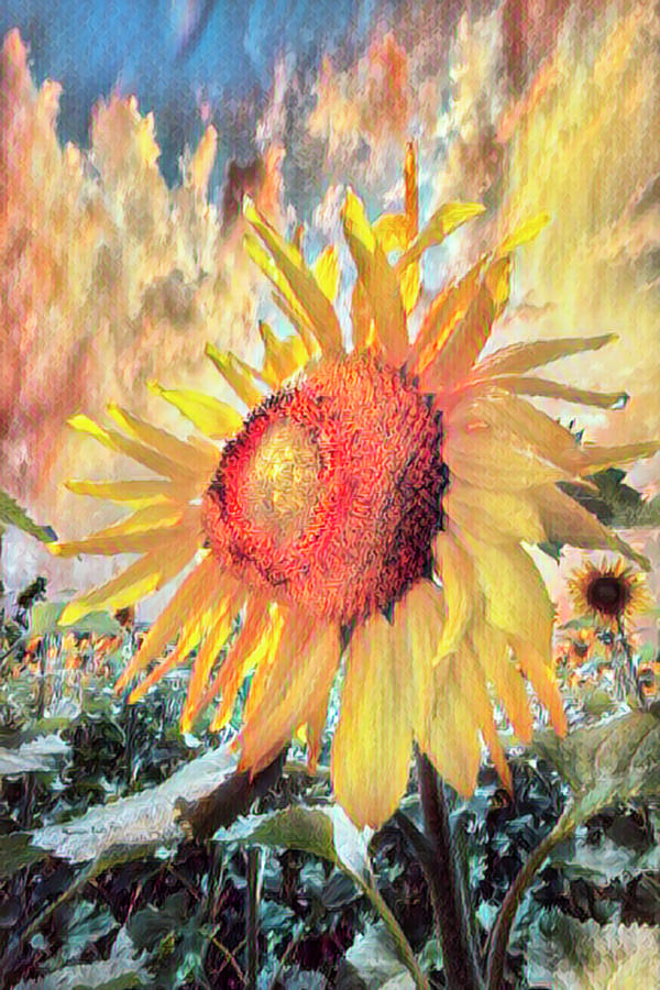 Sunflower Dawn in Watercolors Photograph by Debra and Dave Vanderlaan