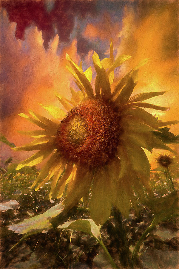 Sunflower Dawn Textured Painting Photograph by Debra and Dave Vanderlaan