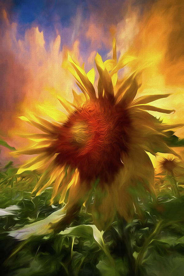 Sunflower Dawn Watercolor Painting Photograph by Debra and Dave Vanderlaan