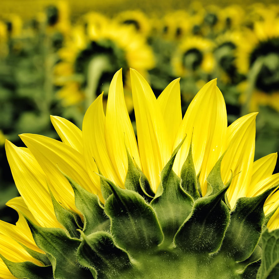 Nature Photograph - Sunflower Days - Square by Georgia Clare