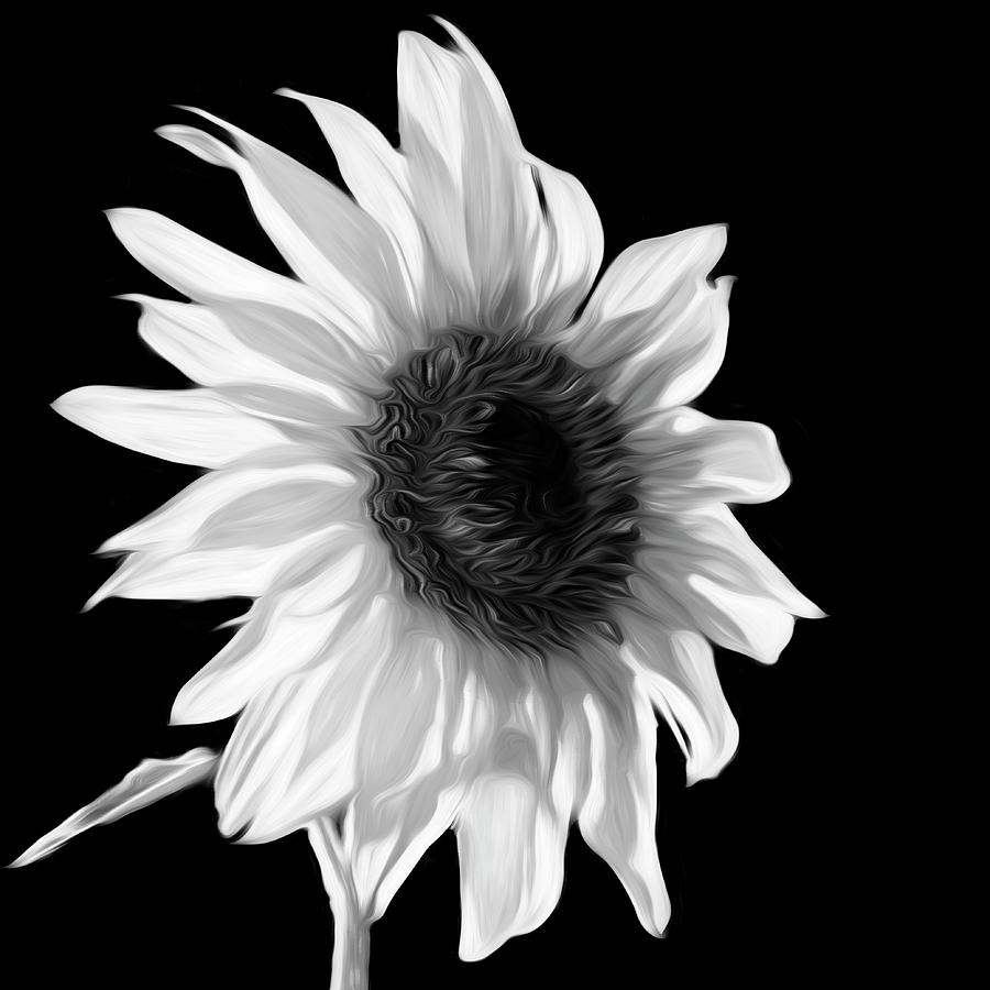 Sunflower Photograph by Deborah Penland