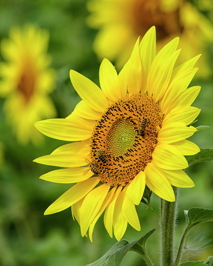 Sunflower Photograph by Deborah Ritch